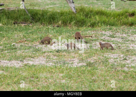 Nastrare Mongooses (Mungus mungo). I membri di una banda avente foraged attraverso un mucchio di datato sterco di elefante per gli invertebrati. Okavango​. Il Botswana. Afri Foto Stock