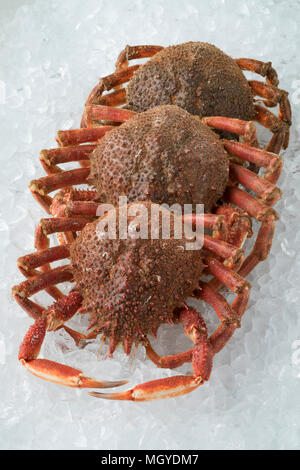 Crudo fresco granseole mantenuto su ghiaccio Foto Stock