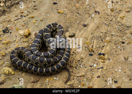 Giovani frusta a ferro di cavallo serpente avvitato con colori vibranti. Bella animali selvatici trovati nel campo di Siviglia, in Andalusia. Rettile in posizione difensiva. Foto Stock