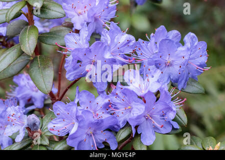 Una vista ravvicinata di foglie coriacee, blu lavanda fiori e prominente stami e antere di un "Bob" blu rododendro fioritura in primavera Foto Stock