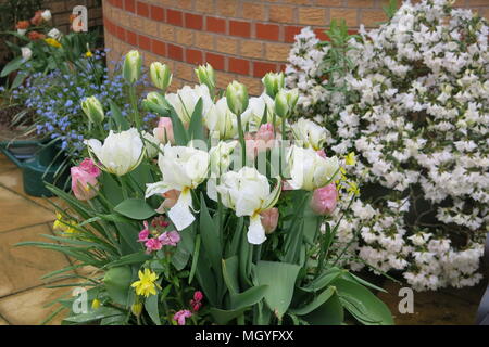 Questi vasi di tulipani di portare un tocco di colore a un freddo e umido giardino inglese in aprile; un pallido, tavolozza di colore bianco è rinfrescante in modo simile a molla. Foto Stock