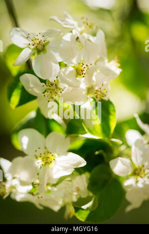 Blooming melo fiori Foto Stock