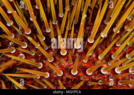 Closeup subacqueo delle spine di un riccio di mare viola (Paracentrotus lividus) nel mar mediterraneo (Maiorca, Isole Baleari, Spagna) Foto Stock