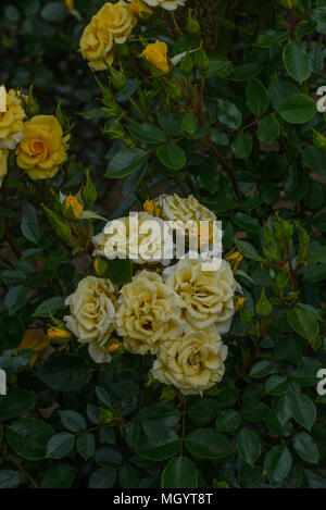 Rose Flower Power Gold Foto Stock