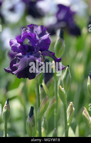 Fiore di iris barbuto closeup Foto Stock