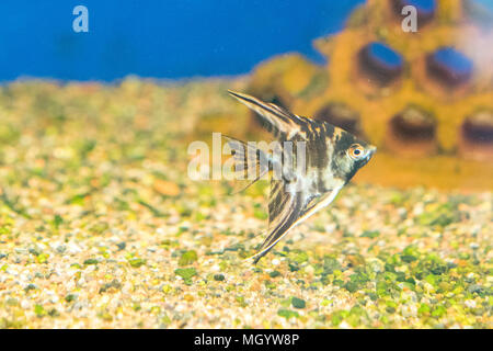 Acquario di pesci di uno scalare in un acquario. Foto Stock