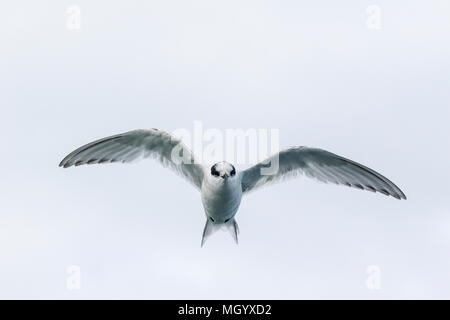 Antartico tern Sterna vittata capretti in volo su un terreno di coltura, Georgia del Sud Foto Stock