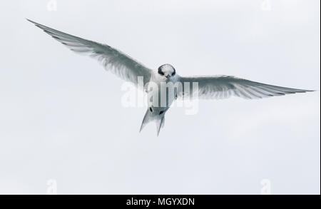 Antartico tern Sterna vittata capretti in volo su un terreno di coltura, Georgia del Sud Foto Stock