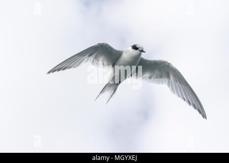 Antartico tern Sterna vittata capretti in volo su un terreno di coltura, Georgia del Sud Foto Stock