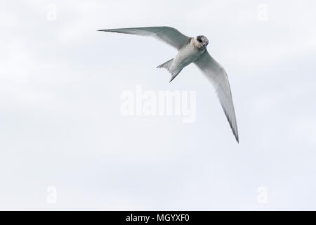 Antartico tern Sterna vittata capretti in volo su un terreno di coltura, Georgia del Sud Foto Stock