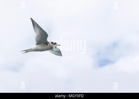 Antartico tern Sterna vittata capretti in volo su un terreno di coltura, Georgia del Sud Foto Stock