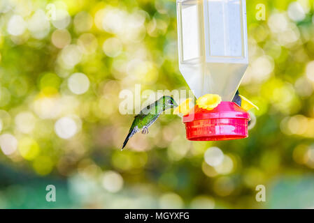 Bella Hummingbird con fantastici colori Foto Stock