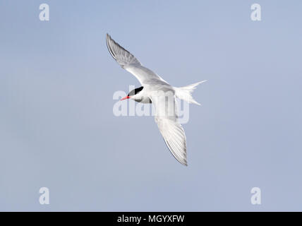 Antartico tern Sterna vittata adulto in volo sopra il terreno fertile, Georgia del Sud Foto Stock