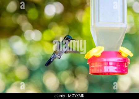 Bella Hummingbird con fantastici colori Foto Stock
