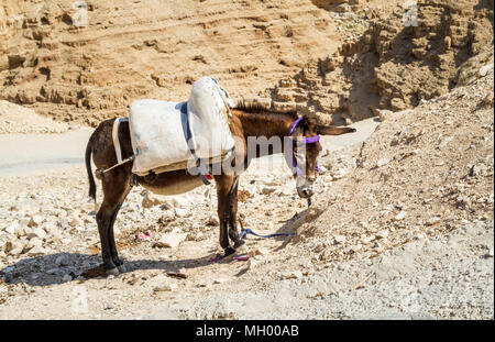 Asino beduino nel deserto della Giudea a Wadi Qelt vicino a Gerico in Terra Santa, Israele Foto Stock