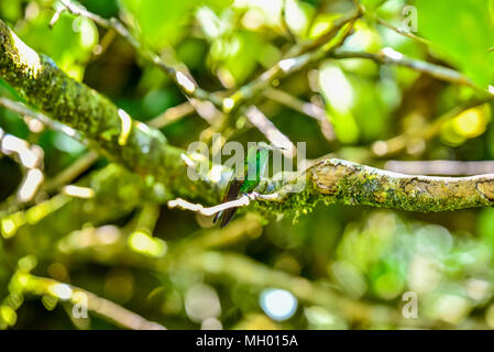 Bella Hummingbird con fantastici colori Foto Stock