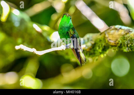 Bella Hummingbird con fantastici colori Foto Stock