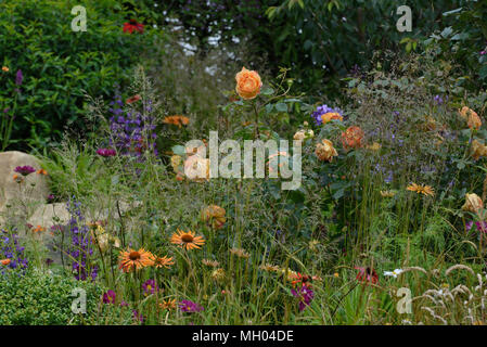 Lady Rose di Shalott underplanted in un giardino con piante perenni Foto Stock