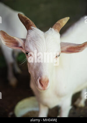 Ritratto di una capra bianca su sfondo scuro Foto Stock
