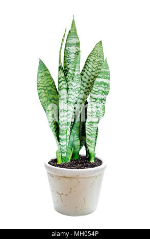 Casa Sansevieria pianta in vaso in ceramica isolata su uno sfondo bianco Foto Stock