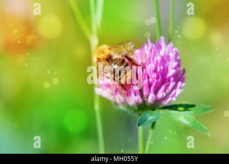Trifoglio di rosa fiori di primavera sul prato verde e bumblebee in natura macro sul morbido sfondo sfocato. Concetto di minerale di primavera estate immagine luminosa Foto Stock