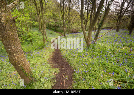 Un pittoresco e atmosferica avvolgimento percorso il suo modo attraverso un bluebell legno in primavera. Bellissimi fiori di primavera e copertura bluebells forest floor. Foto Stock