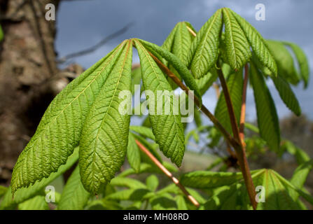 Fresca giovani foglie verdi di un ippocastano o Aesculus hippocastanum o albero di conker apertura nel sole di primavera. Foto Stock