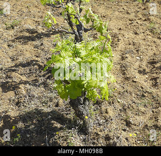 Grapevine in vigna con giovani foglie verdi nella soleggiata giornata di primavera su appena scavato messa a terra Foto Stock