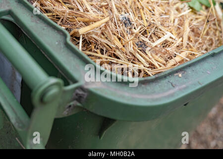 Messa a fuoco poco profonda immagine di rifiuti verdi incluso il coniglio di paglia di hutch visto in un verde, locale consiglio bidone con ruote pronti per la raccolta nei pressi di una casa. Foto Stock