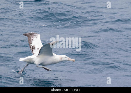 Albatro errante Diomedea exulans adulto tenuto fuori dalla superficie dell'Oceano Atlantico Meridionale, vicino a Bird Island, Georgia del Sud. L'Antartide Foto Stock