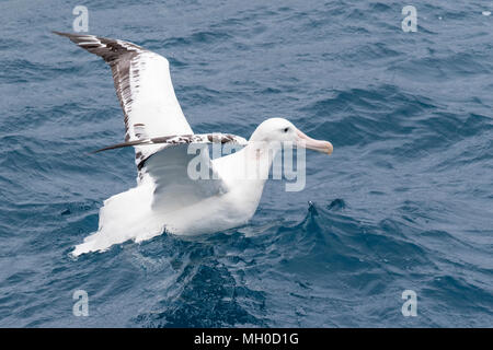 Albatro errante Diomedea exulans adulto tenuto fuori dalla superficie dell'Oceano Atlantico Meridionale, vicino a Bird Island, Georgia del Sud. L'Antartide Foto Stock