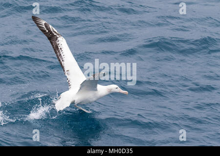 Albatro errante Diomedea exulans adulto tenuto fuori dalla superficie dell'Oceano Atlantico Meridionale, vicino a Bird Island, Georgia del Sud. L'Antartide Foto Stock