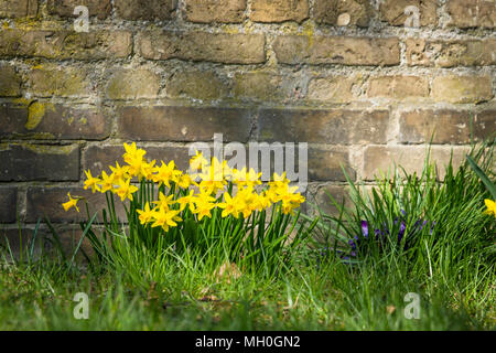 Aiuola con yellow daffodils fino contro un vecchio muro di mattoni Foto Stock