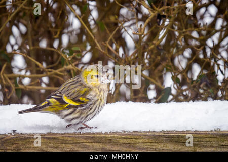 Eurasian Lucherino in un giardino di neve in inverno Foto Stock