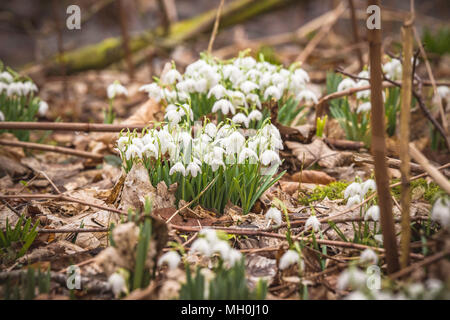 Snowdrops con campana bianco fiori in una foresta in inverno Foto Stock