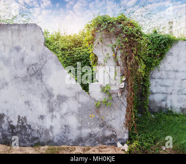 Ivy su grunge wal incrinato Foto Stock