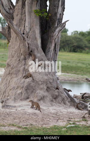 Nastrare Mongooses (Mungus mungo). I membri di una banda si spostano su un termite mound costruito attorno ad un tronco di albero. Okavavango. Il Botswana. L'Africa. Foto Stock