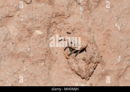 Il foro nell'argilla con il coperchio che serve spider a caccia, Santpedor, Catalogna, Spagna Foto Stock