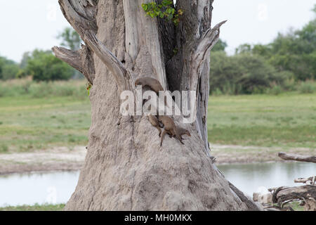 Nastrare Mongooses (Mungus mungo). I membri di una banda rovistando su un termite mound costruito attorno ad un tronco di albero. Okavavango. Il Botswana. L'Africa. Foto Stock