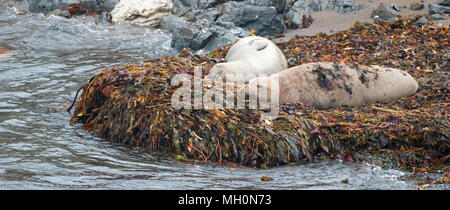 Le guarnizioni di tenuta di elefante in appoggio sul letto di kelp sulla spiaggia a PIEDRAS BLANCAS sulla California central coast - Stati Uniti Foto Stock