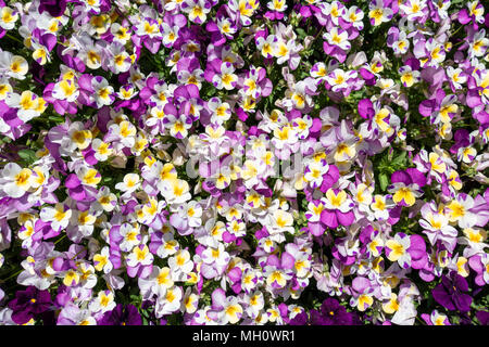 Cornuto pansies Foto Stock