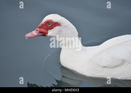 Rosso di fronte Duck Foto Stock