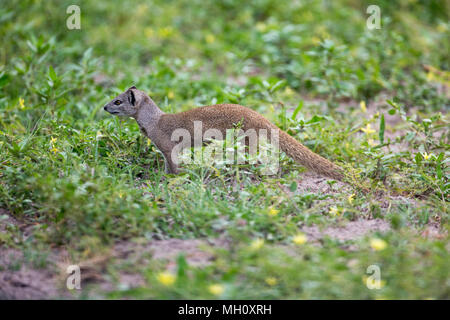 La Mangusta di colore giallo o rosso o Bushy-tailed Meerkat, (Cynictus penicillata). Vivere in coppie e gruppi familiari. Spesso i foraggi da soli. Okavango Delta, Botswana Foto Stock