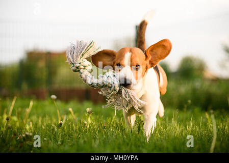 Cane Beagle di salto e in esecuzione con un giocattolo all'aperto verso la telecamera Foto Stock