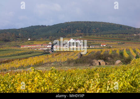 Mittelberg Kellergasse in autunno, una popolare destinazione turistica per gli amanti del vino nella Bassa Austria Foto Stock