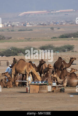 I cammelli di bere nel deserto, Makkah provincia, Taif, Arabia Saudita Foto Stock