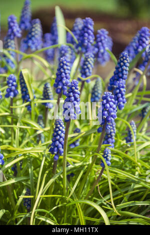 Blu Giacinto di uva (Muscari) ins piena fioritura in una giornata di sole in un giardino del Regno Unito. Foto Stock