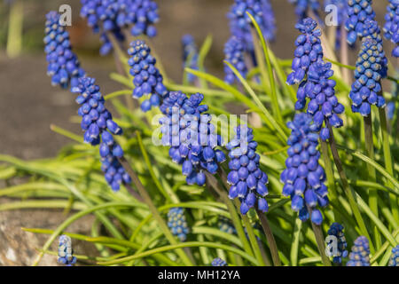 Blu Giacinto di uva (Muscari) ins piena fioritura in una giornata di sole in un giardino del Regno Unito. Foto Stock