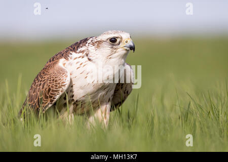 Close-up verticale di un hobby Falcon, Falco Subbuteo®, durante l'alimentazione sull'erba. Foto Stock