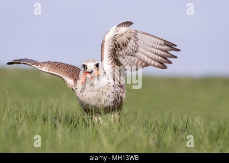 Close-up verticale di un hobby Falcon, Falco Subbuteo®, durante l'alimentazione sull'erba. Foto Stock